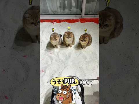 Baru di tinggal 2 hari poop nya udah segunung ?? thumbnail