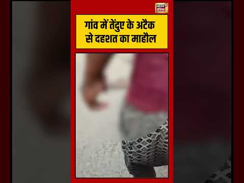 Viral Video | गांव में तेंदुए के अटैक से दहशत का माहौल | #viralnews #shorts thumbnail