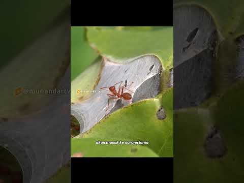 menjahit pakai larva #faktaunik #munandartv thumbnail