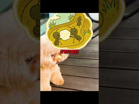 Ce Chiot Est Trop Pur Pour Ce Monde 🐶❤️‍ #shorts thumbnail