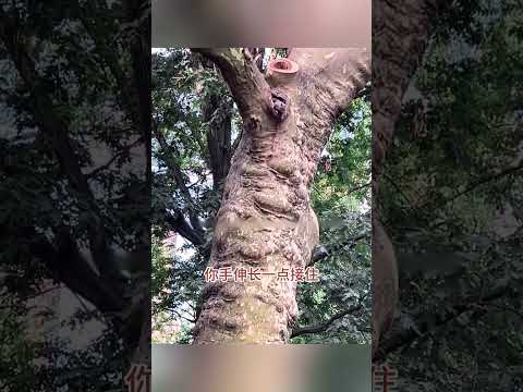 這才是叫投餵，看著真辛苦 #搞笑配音 #搞笑 #funny thumbnail