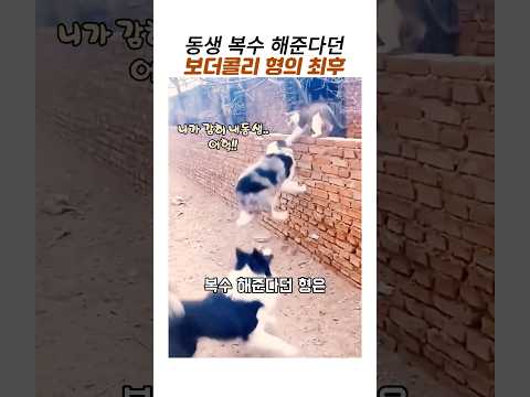 냥이를 혼내준다던 보더콜리형의 최후#냥아치#고양이와 개#웃긴동물#보더콜리 thumbnail