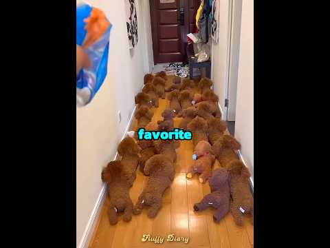 This dog doesn't like to bath ??? thumbnail