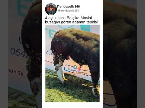 4 Aylık Belçika Mavisi Buzağının Vücut Tipine Şaşıran Adam?? thumbnail