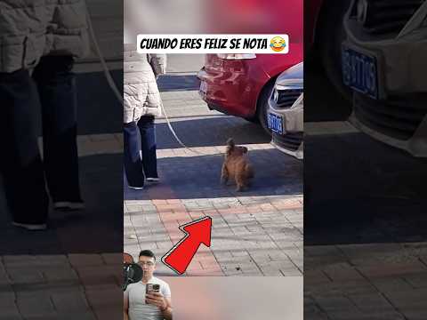 Definición de Felicidad ? #pets #humor #viralvideo #memes #viral thumbnail