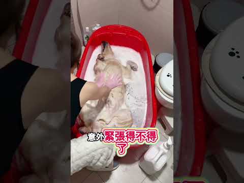 狗狗泡澡睡死差点把主人急瘋！ thumbnail