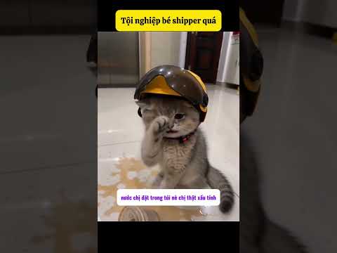 Sao không chịu hỏi trước khi hành động vậy? thumbnail