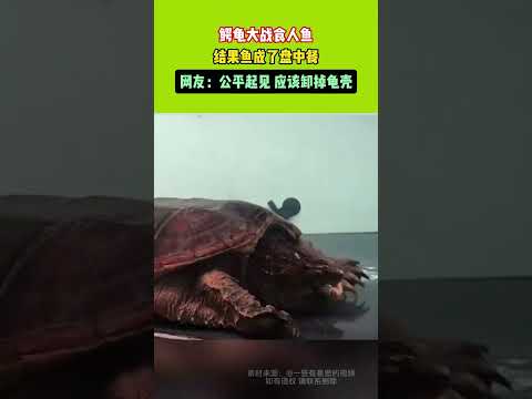 鱷龜大戰食人魚結果魚成了盤中餐 thumbnail