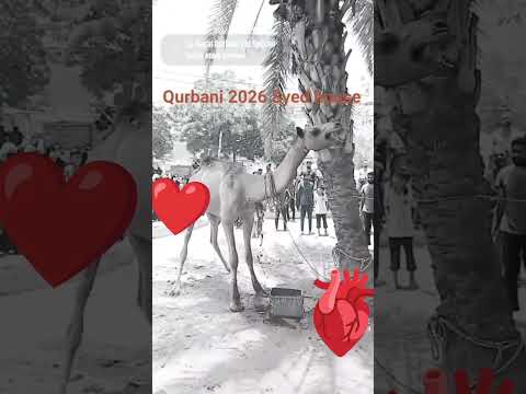 @AhmedxBirds #birds #foryou #subscribe #allahuakbar unt ka qurbani ho gaya hai 🐪🐄🐃🐫🐂🐐 thumbnail