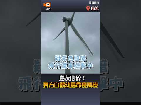 【生活】鳥友心碎！東方白鸛幼鳥命喪風機 thumbnail
