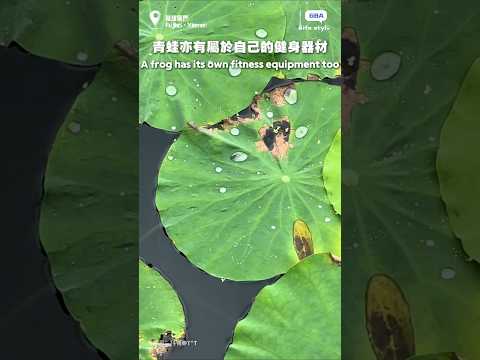 青蛙亦有屬於自己的健身器材。#青蛙#健身#趣事#健身器材 thumbnail