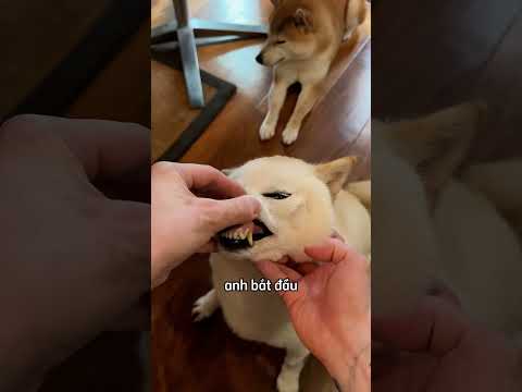 Bạn nghĩ chú chó nào bị rụng răng 😂 thumbnail