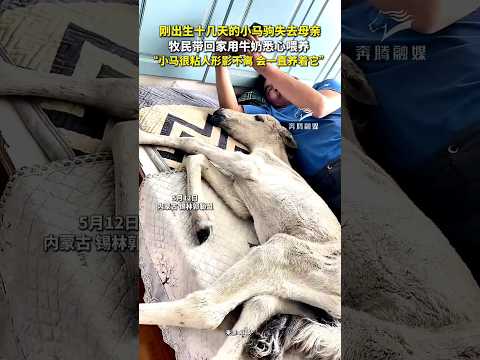 ?? 刚生下的小马驹失去母亲，牧民悉心喂养形影不离 ?? Orphaned Foal Fed Milk by Herder, Becoming Inseparable thumbnail
