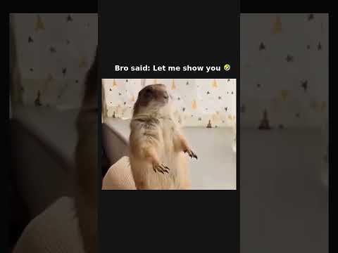 The pet owns the human 🐾 ☺️ Subscribe for more! #shorts thumbnail