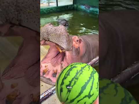 فرس النهر بلع البطيخة في قضمة واحدة! 😱🍉🦛 thumbnail