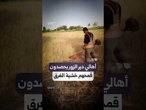 أهالي دير الزور يسارعون في حصاد محاصليهم قبل انغمارها بمياه الفرات thumbnail