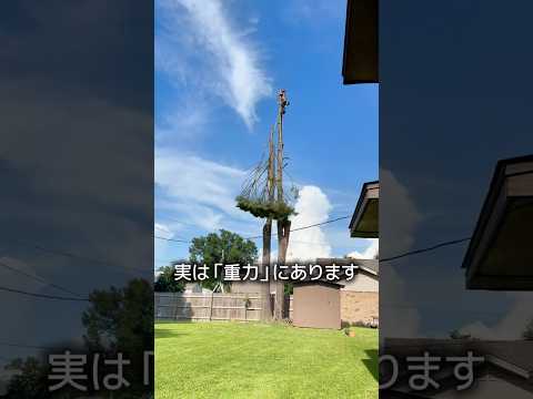 木の高さの限界 thumbnail