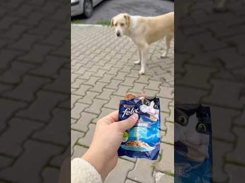 Köpekler kedi maması yemez😂 #aboneolmayiunutmayin #kesfeteyyiz #funny #shorts #keşfetbeniöneçıkar thumbnail