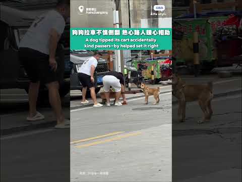 狗狗拉車不慎側翻，熱心路人暖心相助。# 暖心瞬间 #路人相助 #可爱狗狗 thumbnail