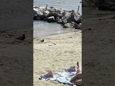 🇪🇸 Nice day at Barcelona beach thumbnail
