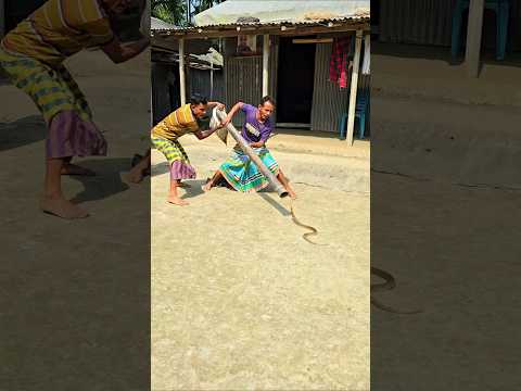 "A Snake Suddenly Appeared in Our Yard – Watch How It Was Caught!"#한국바이럴 #웃긴영상 #코미디 #꿀잼 #유튜브쇼츠 #쇼츠 thumbnail