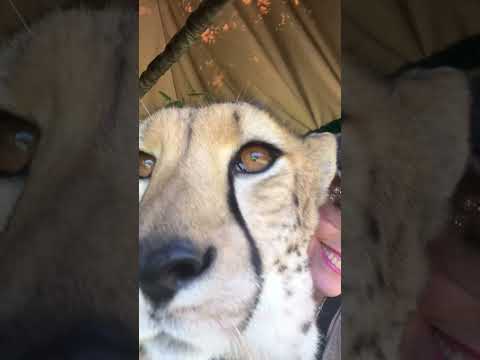 Tut the cheetah, purring—with a full amphibian choir absolutely stealing the show in the background. thumbnail