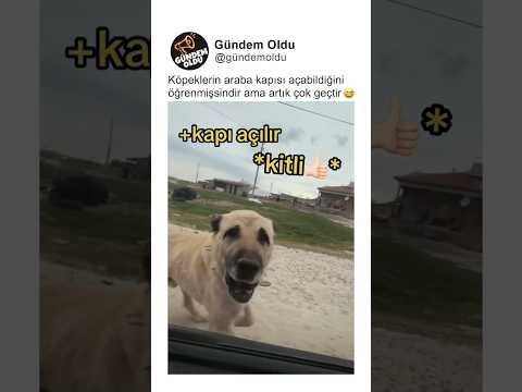 Köpeklerin araba kapısı açabildiğini öğrenmişsindir ama artık çok geçtir ? thumbnail