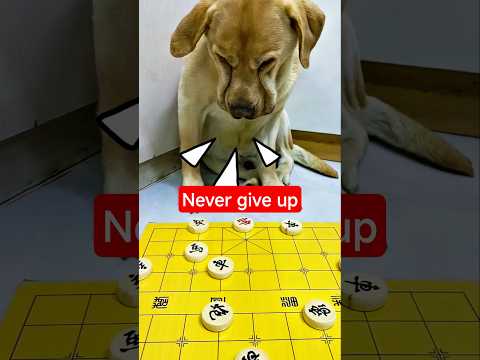 Ván cờ căng go #chess thumbnail
