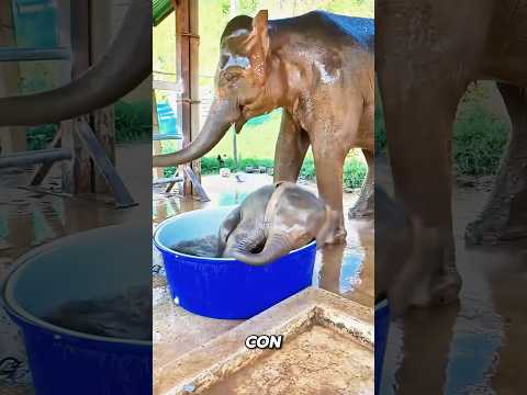¡La forma en que el elefantito juega es realmente adorable!#shorts #fyp #animals #elephant #funny thumbnail