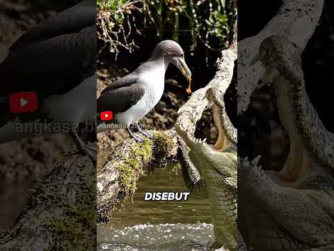 “Senjata Burung Fulmar Bikin Buaya Kapok”#faktahewan #burungfulmar #shorts thumbnail