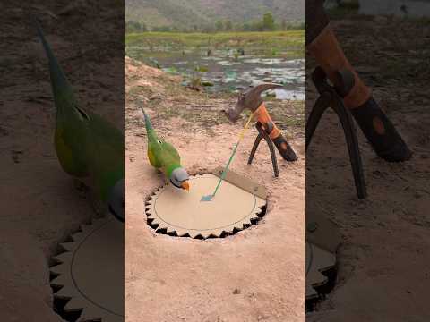 Innovative DIY Parrot Trap Using Paper #shorts thumbnail