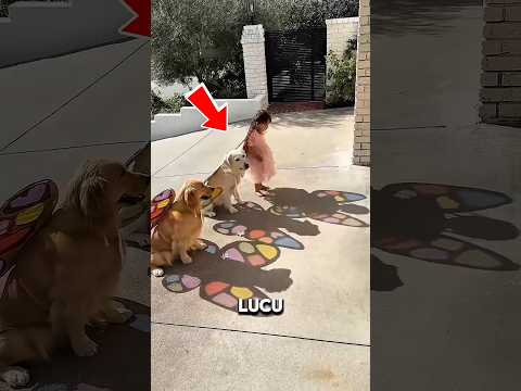 Gadis Kecil ini Ngajak 2 Anjingnya Bermain Sambil Pakai Sayap Kupu-Kupu 🐕🦋 thumbnail