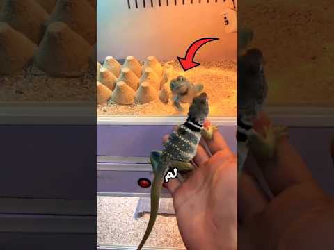 أول مرة يرى أنثى thumbnail