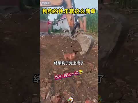 狗狗的快乐，有时候就是这么简单，哈哈哈 #搞笑 #大熱門 #感人壹幕 thumbnail