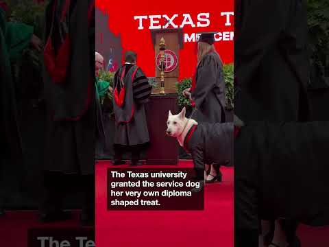 Service dog honoured with 'diploma' thumbnail