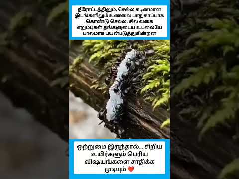 சிறிய உயிர்கள்… பெரிய ஒற்றுமை ?✨ #shorts thumbnail