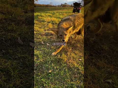 Scariest Hog Hunting Story Ever thumbnail