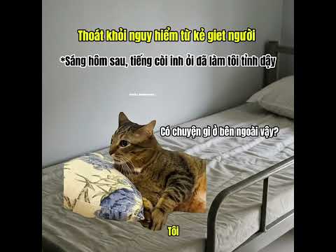 Tôi đã thoát khỏi nguy hiểm từ kẻ xấu? #cat #meme thumbnail
