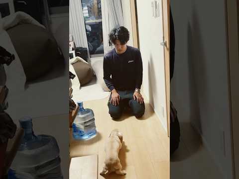 大好きなパパに怒られてしまい嬉しいとごめんなさいが入り交じりながら近づくダックスフンド #ダックスフンド #ダックス #ダックスの日常 #shorts thumbnail