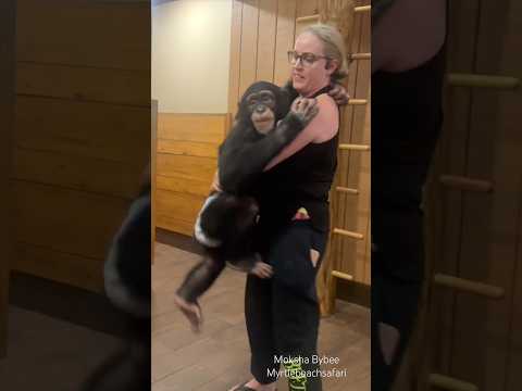 Doesn’t matter that he’s pushing 84 months and built like a small linebacker 🤣😂 #chimp #cute #lol thumbnail