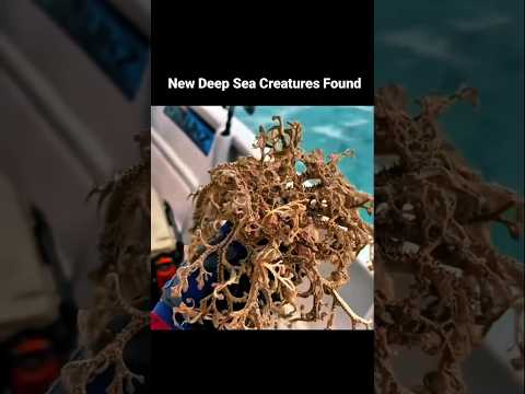 New Deep sea creatures found ?? | #deepsea #shorts #trending #explore #shortvideo thumbnail