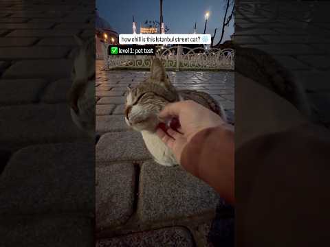 How chill is this Istanbul street cat I met on my night walk? thumbnail