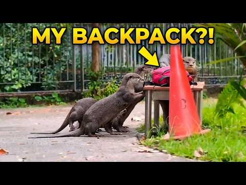 Are these the most curious otters ever? thumbnail