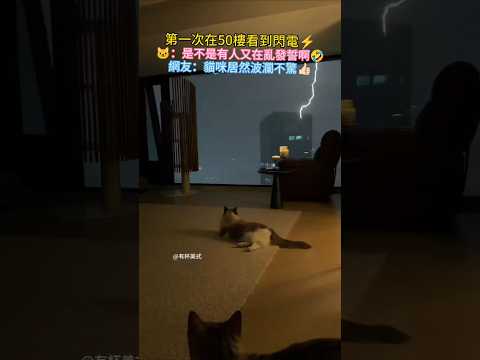 第一次在50樓看到閃電⚡ 🐱：是不是有人在發誓啊😳❓網友：貓咪好淡定🐮波瀾不驚👍🏻 #cat #cute #funny #funnyshorts #shorts thumbnail
