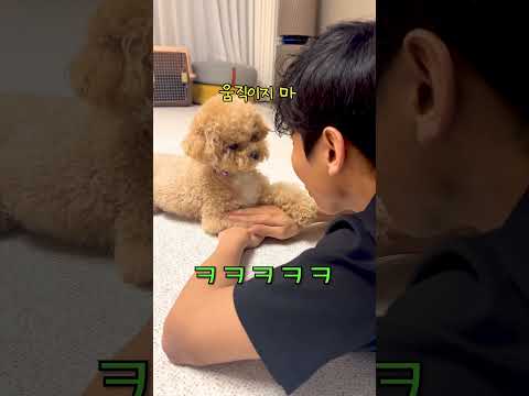 시각장애인과 천재견의 눈치싸움... 누가 이긴걸까? #시트콤 thumbnail