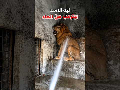 ليه الاسد بيترعب من الماء بالشكل ده!؟ thumbnail