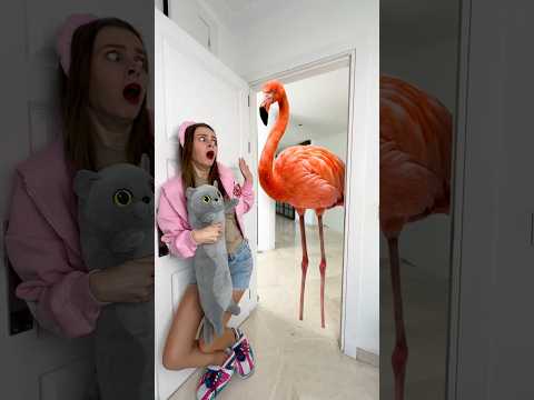 OMG Can Player escape from the Bird? thumbnail
