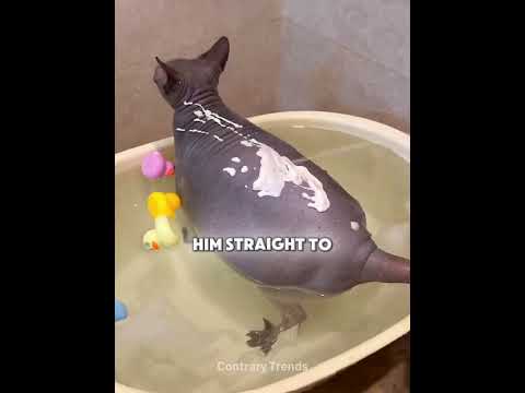 He Thought Hairless Cats Would Be Clean 😭 thumbnail