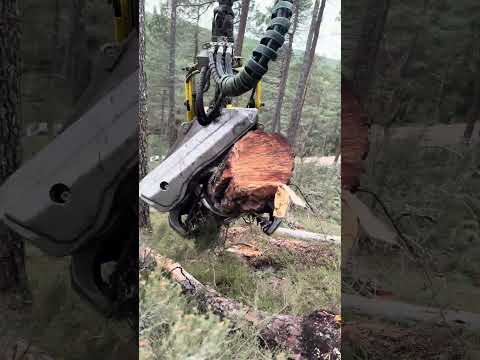 😲Tree to Logs in Seconds: John Deere 1270G Power #forest #johndeere #harvester #tree #forestry thumbnail