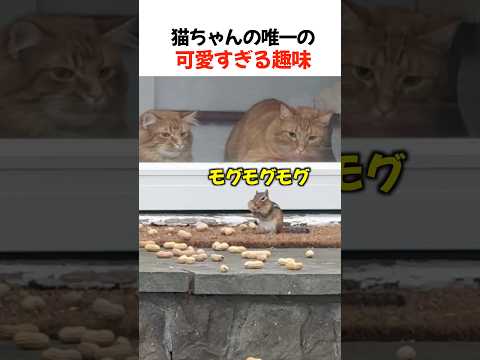 猫ちゃんの唯一の可愛すぎる趣味 thumbnail